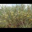 Eremophila oppositifolia